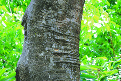 Litchi chinensis